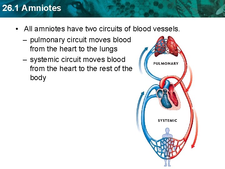 26. 1 Amniotes • All amniotes have two circuits of blood vessels. – pulmonary