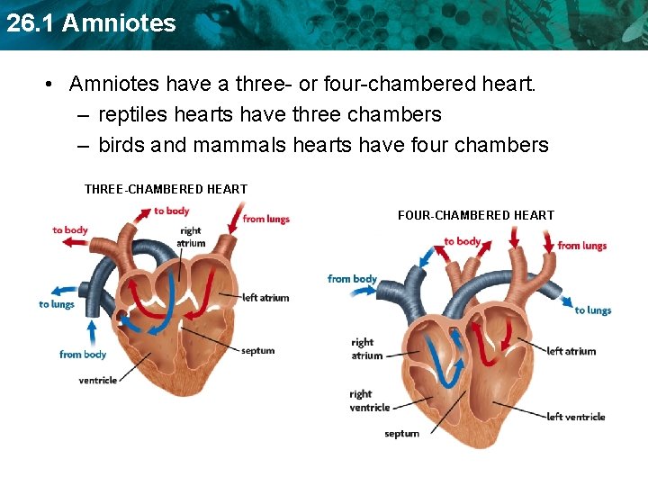 26. 1 Amniotes • Amniotes have a three- or four-chambered heart. – reptiles hearts