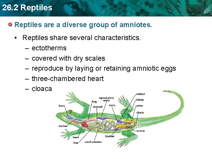 26. 2 Reptiles are a diverse group of amniotes. • Reptiles share several characteristics.