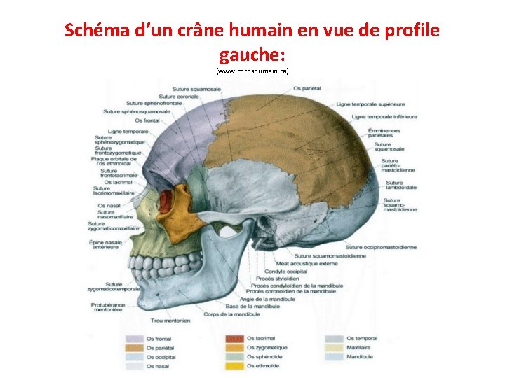 Schéma d’un crâne humain en vue de profile gauche: (www. corpshumain. ca) 