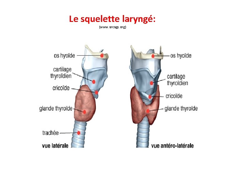 Le squelette laryngé: (www. arcagy. org) 