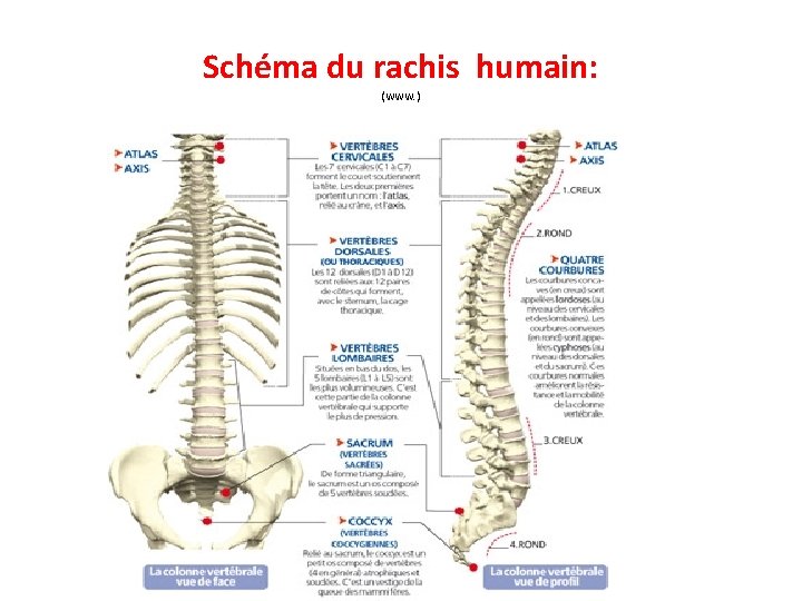 Schéma du rachis humain: (www. ) 