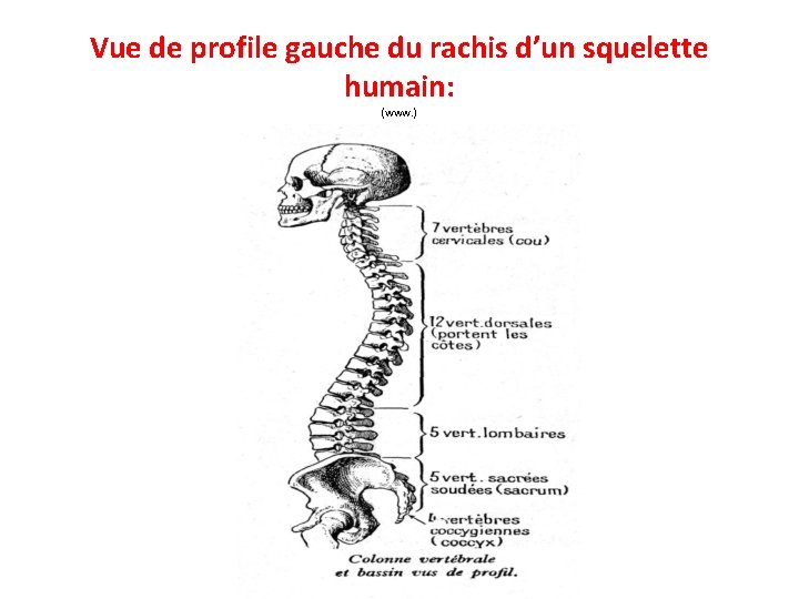 Vue de profile gauche du rachis d’un squelette humain: (www. ) 