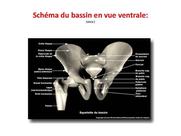 Schéma du bassin en vue ventrale: (www. ) 