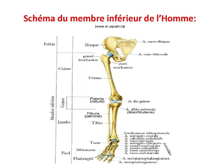 Schéma du membre inférieur de l’Homme: (www. er. uquam. ca) 