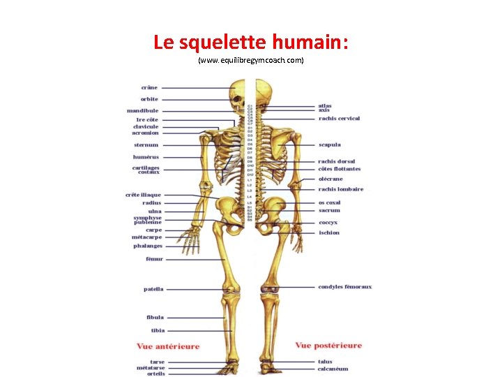 Le squelette humain: (www. equilibregymcoach. com) 