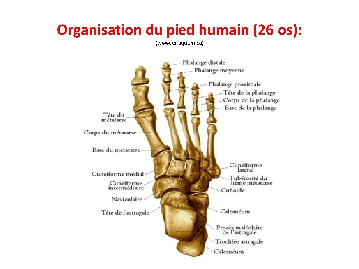 Organisation du pied humain (26 os): (www. er. uquam. ca) 