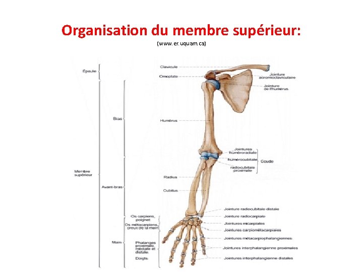 Organisation du membre supérieur: (www. er. uquam. ca) 