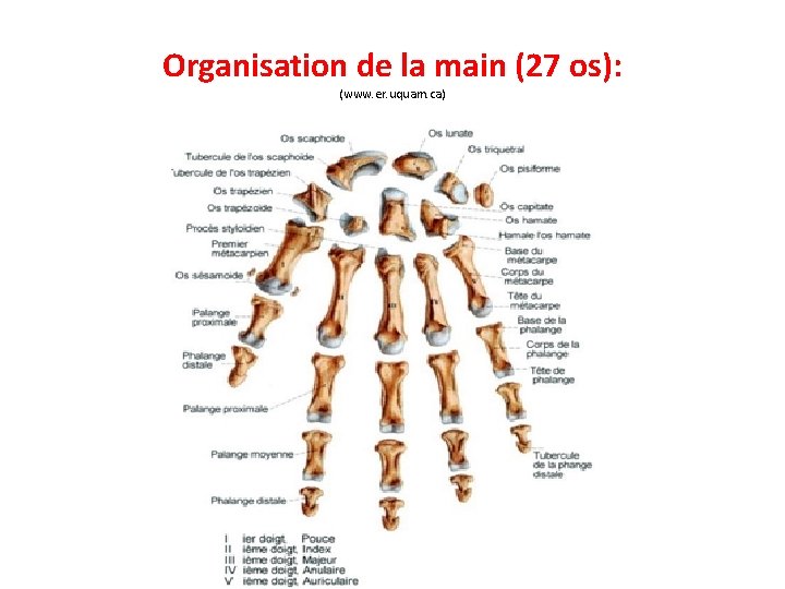 Organisation de la main (27 os): (www. er. uquam. ca) 