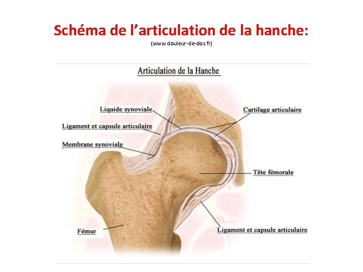 Schéma de l’articulation de la hanche: (www. douleur-de-dos. fr) 