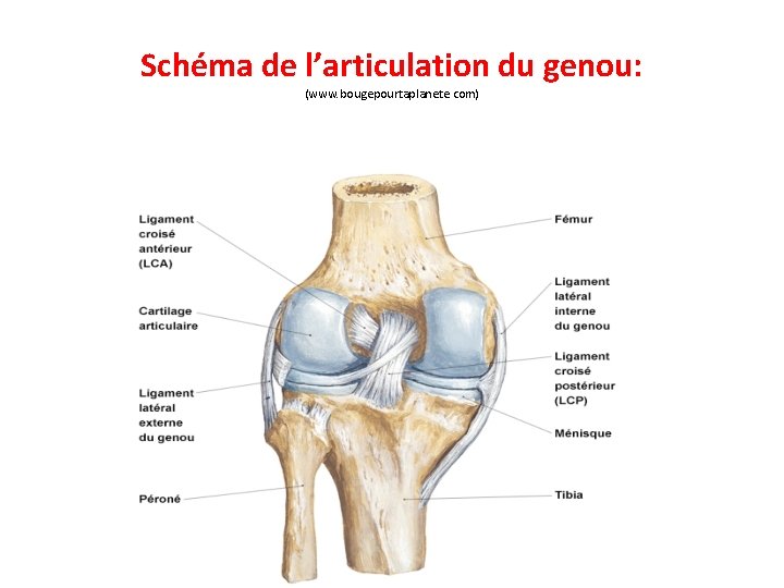 Schéma de l’articulation du genou: (www. bougepourtaplanete. com) 