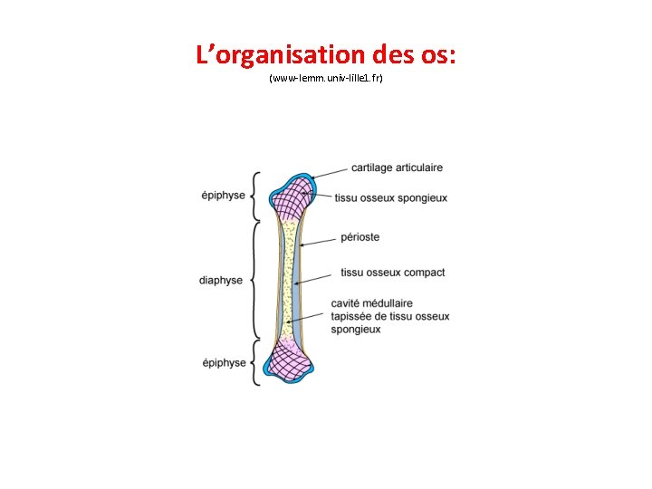 L’organisation des os: (www-lemm. univ-lille 1. fr) 
