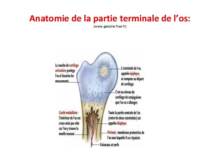 Anatomie de la partie terminale de l’os: (www. geozine. free. fr) 