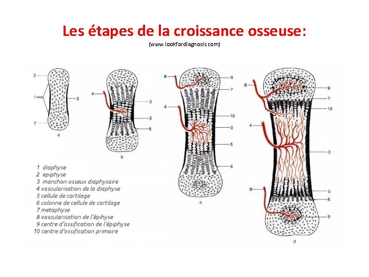Les étapes de la croissance osseuse: (www. lookfordiagnosis. com) 