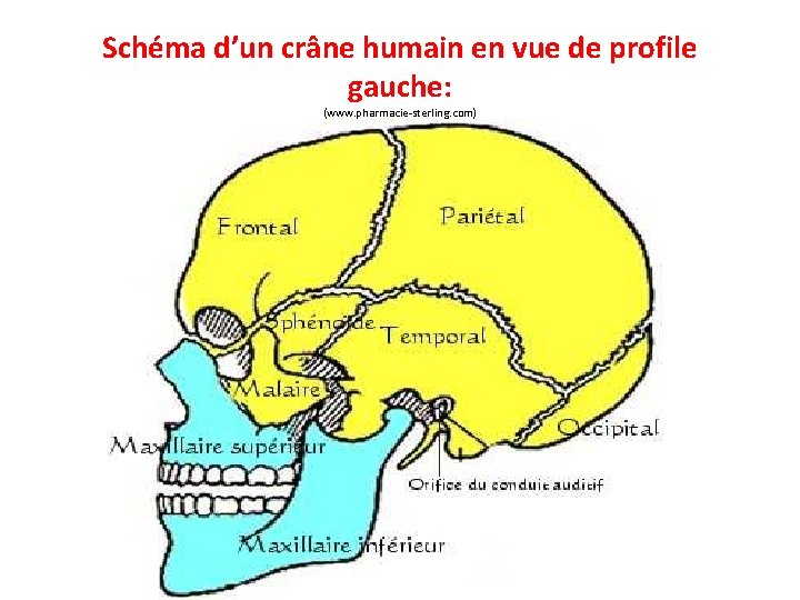 Schéma d’un crâne humain en vue de profile gauche: (www. pharmacie-sterling. com) 