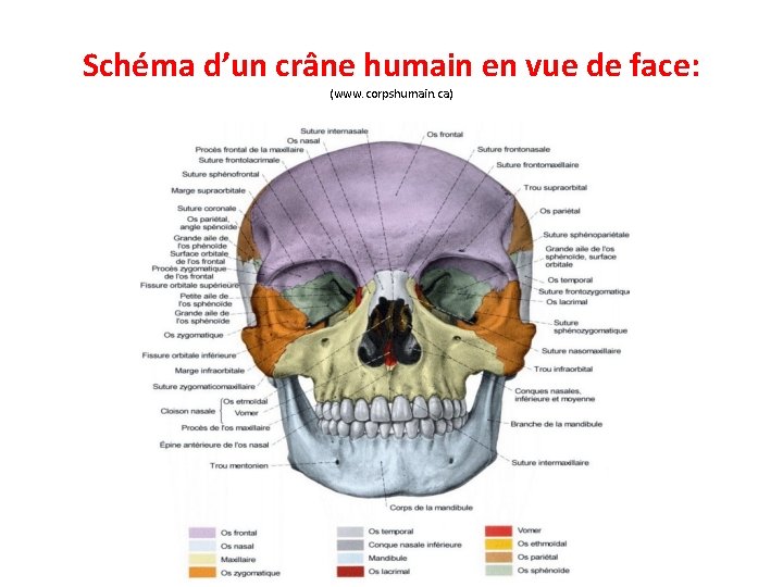 Schéma d’un crâne humain en vue de face: (www. corpshumain. ca) 