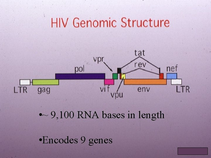  • ~ 9, 100 RNA bases in length • Encodes 9 genes 