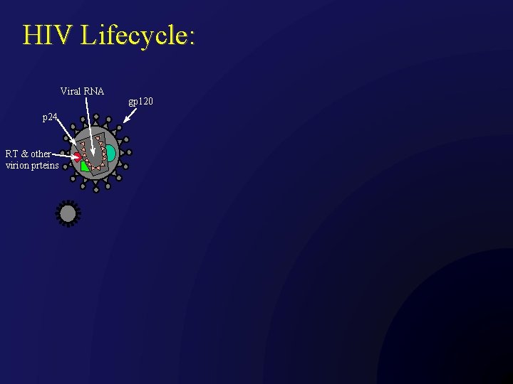 HIV Lifecycle: Viral RNA p 24 RT & other virion prteins gp 120 