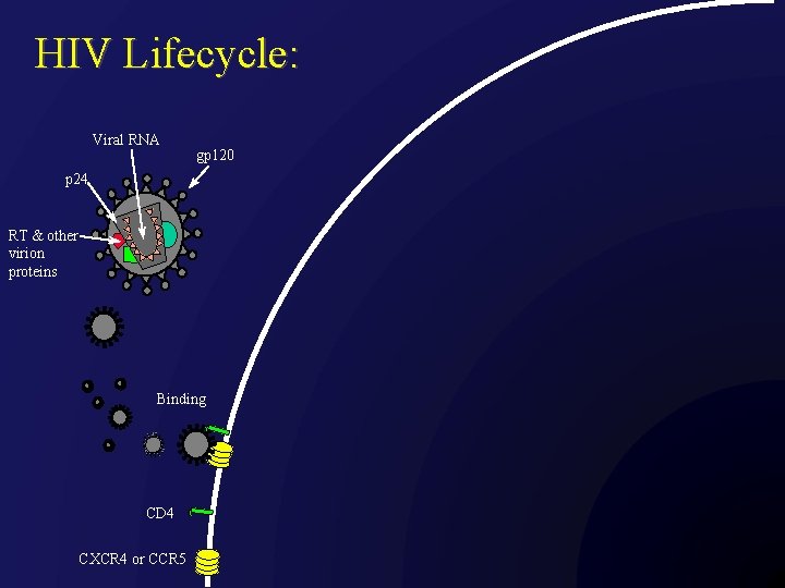 HIV Lifecycle: Viral RNA gp 120 p 24 RT & other virion proteins Binding