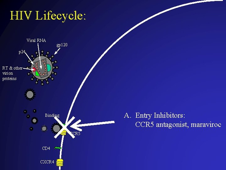 HIV Lifecycle: Viral RNA gp 120 p 24 RT & other virion proteins A.