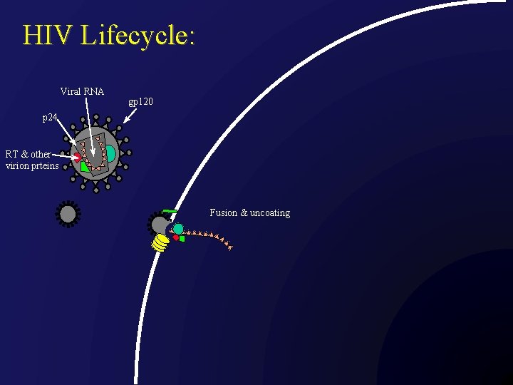 HIV Lifecycle: Viral RNA gp 120 p 24 RT & other virion prteins Fusion