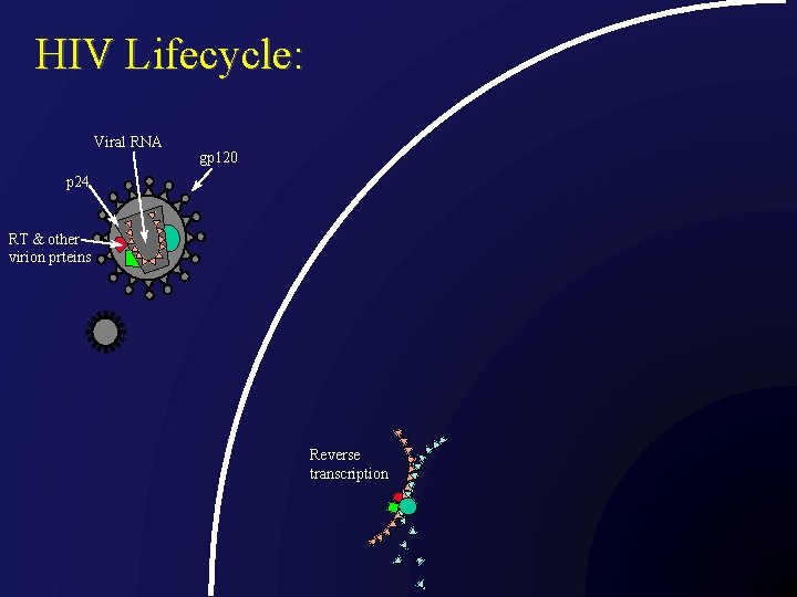 HIV Lifecycle: Viral RNA gp 120 p 24 RT & other virion prteins Reverse