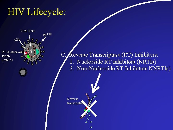 HIV Lifecycle: Viral RNA gp 120 p 24 RT & other virion proteins C.