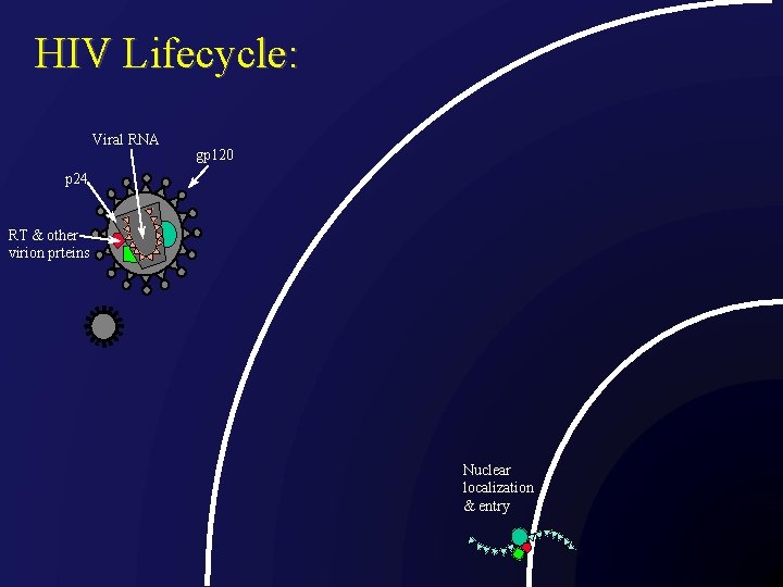 HIV Lifecycle: Viral RNA gp 120 p 24 RT & other virion prteins Nuclear