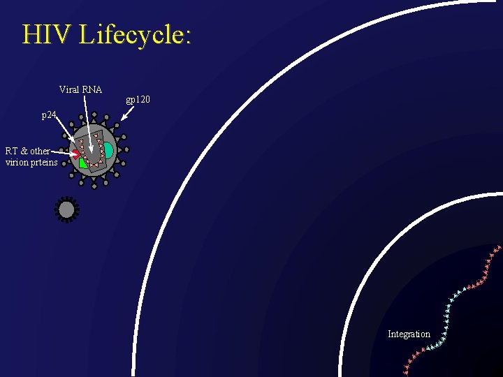 HIV Lifecycle: Viral RNA gp 120 p 24 RT & other virion prteins Integration