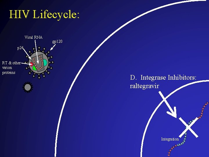 HIV Lifecycle: Viral RNA gp 120 p 24 RT & other virion proteins D.