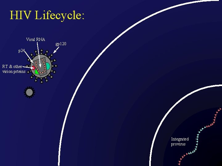 HIV Lifecycle: Viral RNA gp 120 p 24 RT & other virion prteins Integrated