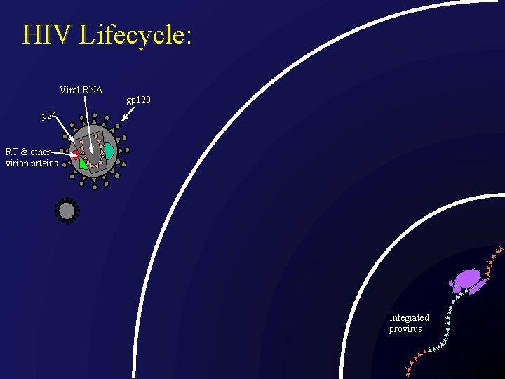 HIV Lifecycle: Viral RNA gp 120 p 24 RT & other virion prteins Integrated
