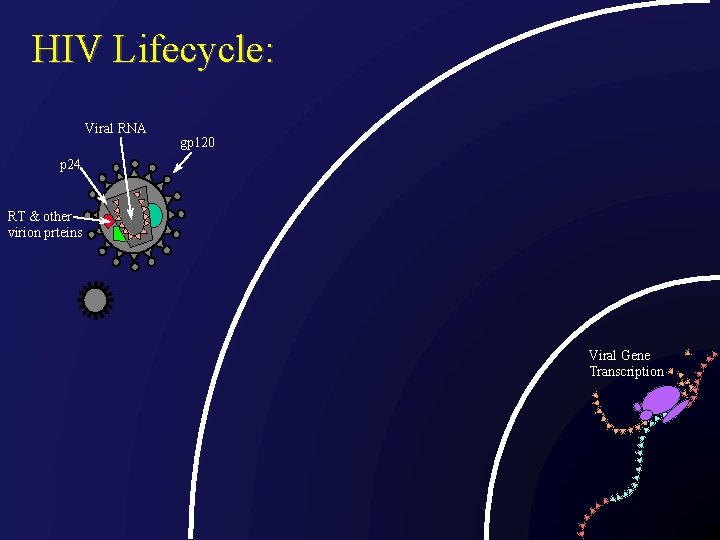 HIV Lifecycle: Viral RNA gp 120 p 24 RT & other virion prteins Viral
