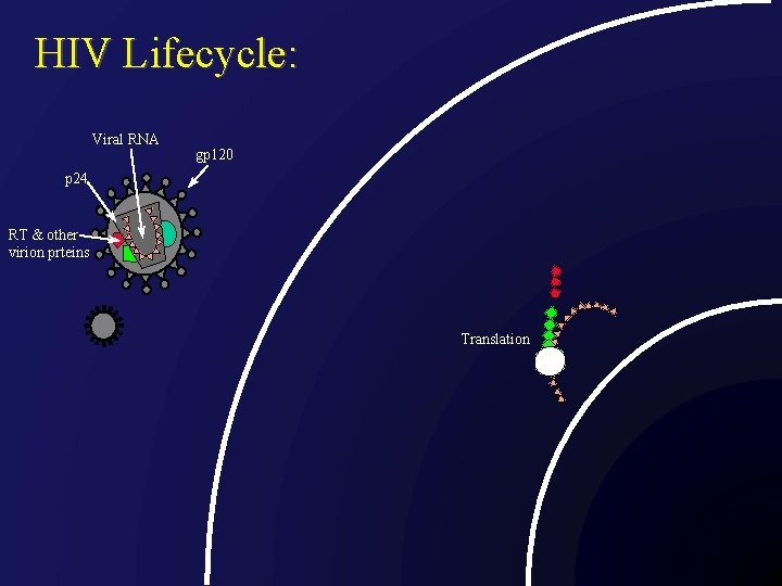 HIV Lifecycle: Viral RNA gp 120 p 24 RT & other virion prteins Translation
