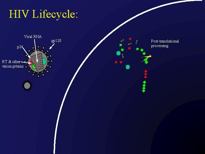 HIV Lifecycle: Viral RNA p 24 RT & other virion prteins gp 120 Post-translational