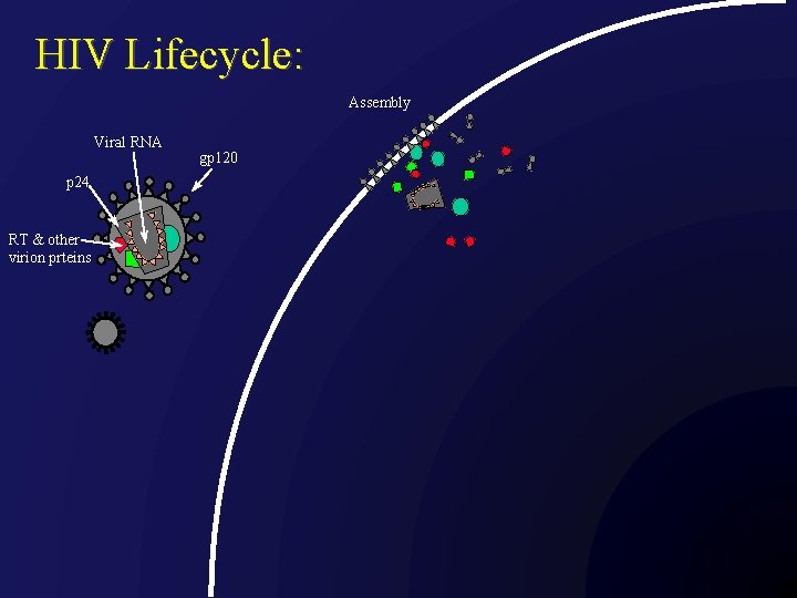 HIV Lifecycle: Assembly Viral RNA p 24 RT & other virion prteins gp 120
