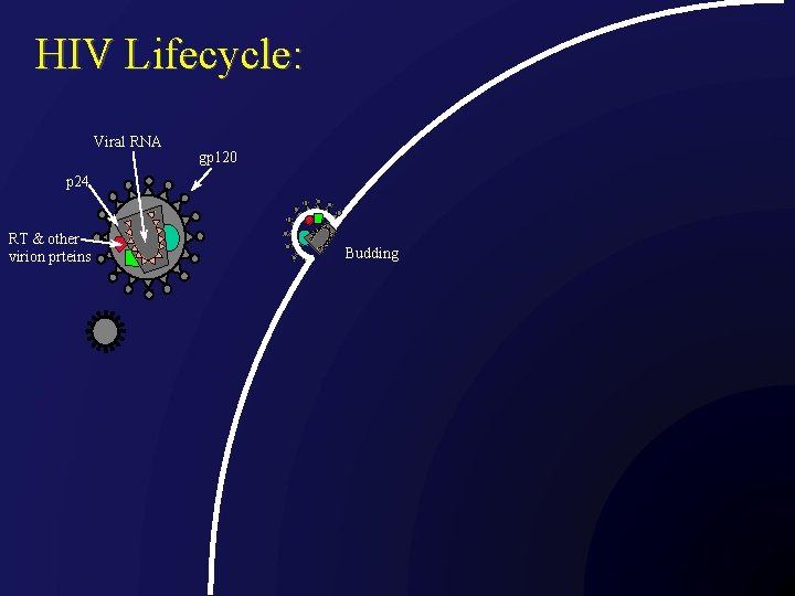 HIV Lifecycle: Viral RNA gp 120 p 24 RT & other virion prteins Budding