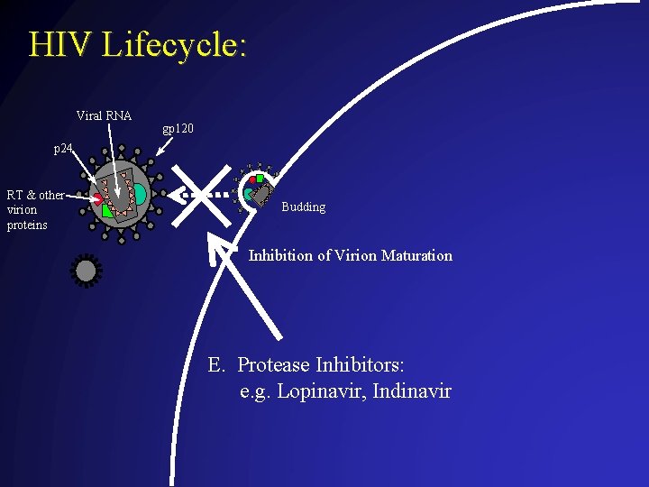 HIV Lifecycle: Viral RNA gp 120 p 24 RT & other virion proteins Budding