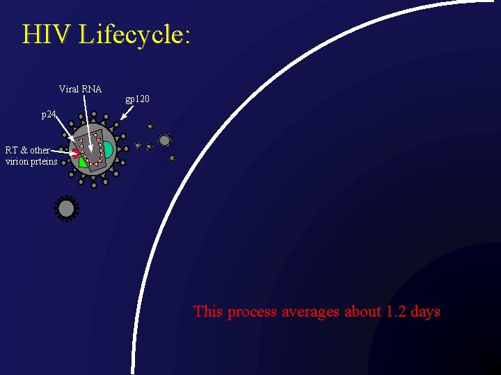 HIV Lifecycle: Viral RNA gp 120 p 24 RT & other virion prteins This