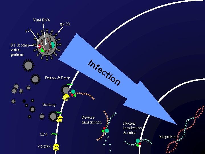 Viral RNA gp 120 p 24 RT & other virion proteins In fe Fusion
