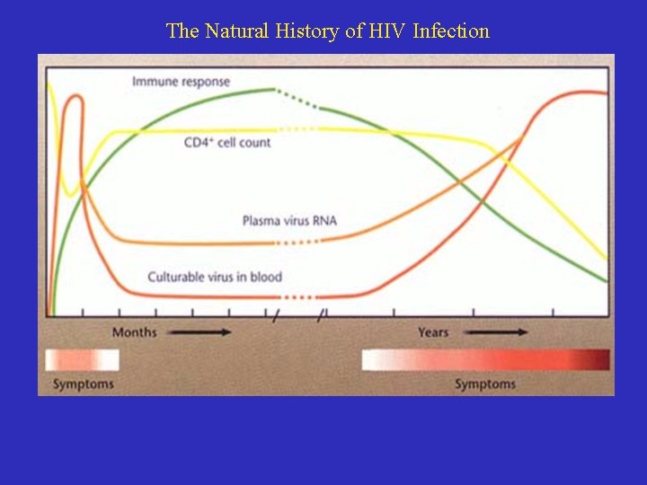 The Natural History of HIV Infection 