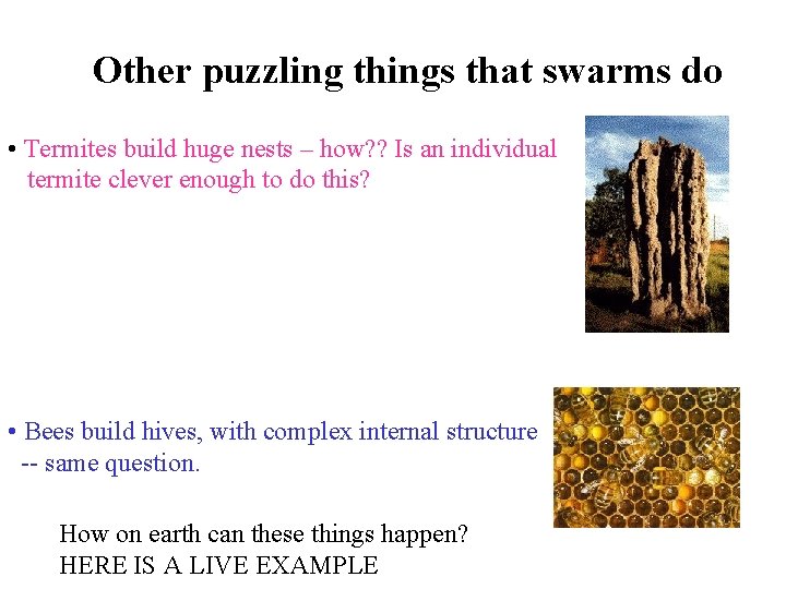 Other puzzling things that swarms do • Termites build huge nests – how? ?