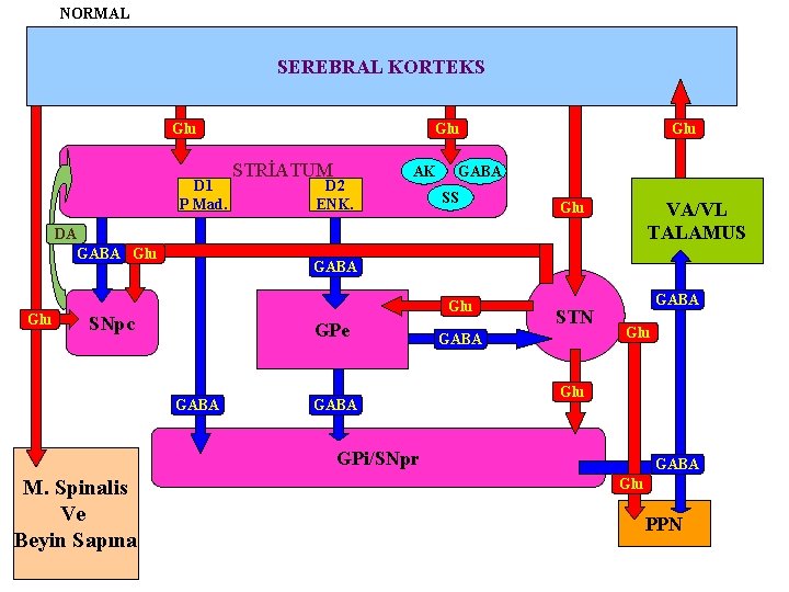 NORMAL SEREBRAL KORTEKS Glu D 1 P Mad. DA GABA Glu Glu STRİATUM D