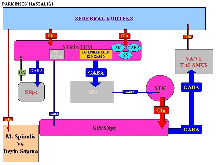 PARKINSON HASTALIĞI SEREBRAL KORTEKS Glu STRİATUM D 1 P Mad. DA GABA D 2/ENKEFALİN