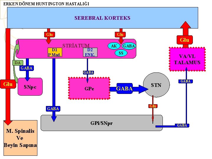 ERKEN DÖNEM HUNTINGTON HASTALIĞI SEREBRAL KORTEKS Glu D 1 P Mad. Glu STRİATUM D