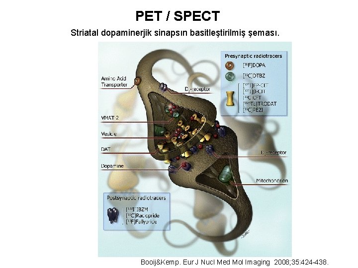 PET / SPECT Striatal dopaminerjik sinapsın basitleştirilmiş şeması. Booij&Kemp. Eur J Nucl Med Mol