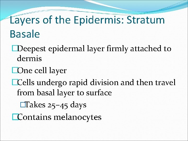 Layers of the Epidermis: Stratum Basale �Deepest epidermal layer firmly attached to dermis �One