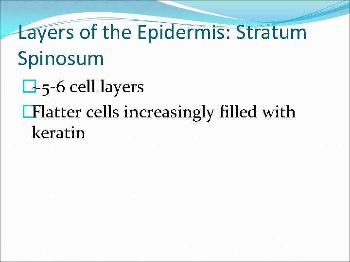 Layers of the Epidermis: Stratum Spinosum �~5 -6 cell layers �Flatter cells increasingly filled