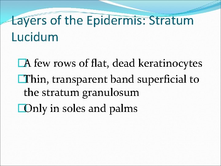 Layers of the Epidermis: Stratum Lucidum �A few rows of flat, dead keratinocytes �Thin,