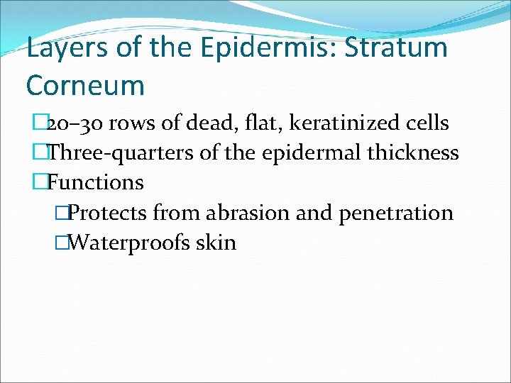 Layers of the Epidermis: Stratum Corneum � 20– 30 rows of dead, flat, keratinized